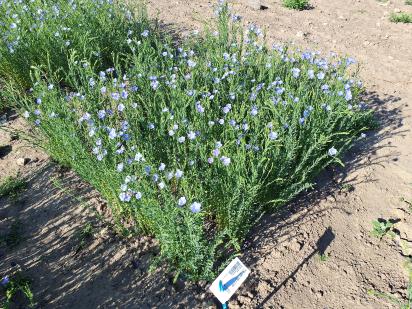 Click for 1 image(s) for this accession.